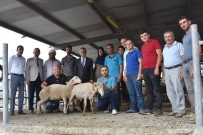 VOLKAN KÖKSAL - Genç Çiftçilere Küçükbaş Hayvanları Teslim Edildi