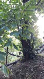 5 Asırlık Kestane Ağacı Koruma Altına Alınmayı Bekliyor