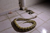 Su giderinden piton çıktı