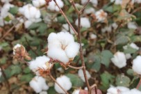 SERINYOL - Beklenti 260 Bin Ton Pamuk