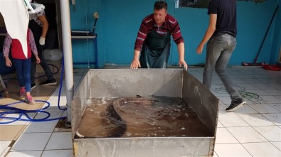İznik Gölü'nde Dev Yayın Balığı Yakalandı