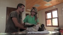 TEDAVİ SÜRECİ - Kara Leylek Kanadına Takılan 'Platin'le Yaşama Bağlandı