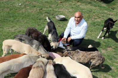 Zonguldaklı İki Aile 120 Sokak Köpeğine Yuva Oldu