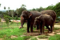 HEDİYELİK EŞYA - Dünyanın En İlginç Yetimhanesi Açıklaması Fil Yetimhanesi