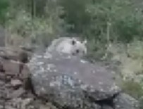 NEMRUT - Kampçıları ayı karşıladı