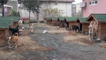 HAYVANSAL GIDA - Ordu'da Bin 970 Köpek Sahiplendirildi