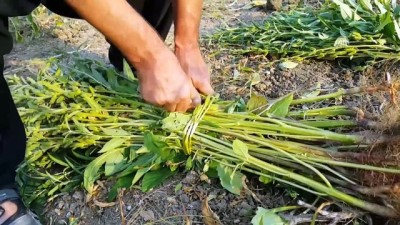 Osmaniyeli Çiftçiler Susamı Sevdi