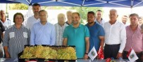 ABDULLAH UÇGUN - Alaşehir'de Üzüm Yarışması