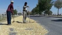 AHMET İNAL - Çiftçilerin Asfaltta 'Çekirdek Kurutma' Nöbeti