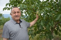 VEYSEL EROĞLU - Dağı Taşı Ceviz Fidanı İle Doldurdu