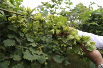 KOZALAK - Fındıkta 'İyi Tarım' Yapan Üretici Arttı