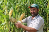 AHMET KAYA - Mısır Para Etmeyince, İneklere Yem Oldu