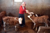 SERINOVA - Satın Aldığı Sütle Yavru Danaları Biberonla Besliyor