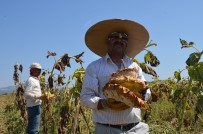 Tavas Ovası'nda Ayçiçeği Hasadı Başladı