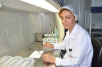 DOKU KÜLTÜRÜ - Üzüm Bağlarında Rekolte Kaybını Önleyecek Çalışma