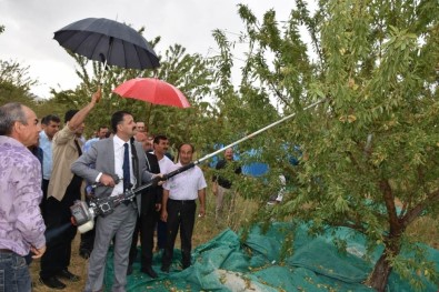 Kırıkkale'de Badem Hasadı Başladı