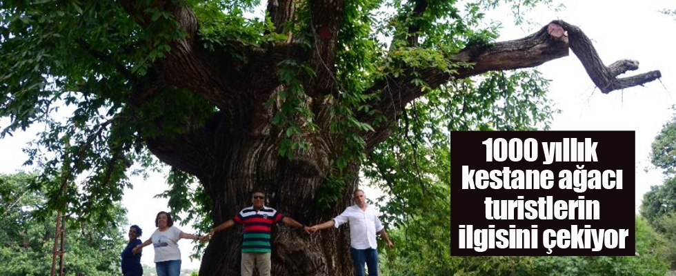 1000 yıllık kestane ağacı turistlerin ilgisini çekiyor