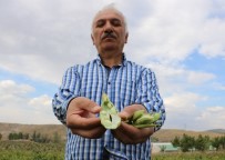 MALİ MÜŞAVİR - 8 Kilo Ekti 2 Ton Ürün Elde Etti