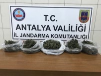MAHMUTLAR - Alanya'da 2 Kilo Esrar Ele Geçirildi
