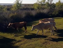 ERDAL DOĞAN - Doğan Açıklaması 'Samsun'da Şarbon Vakası Ve Karantinaya Alınan Bölge Yok'