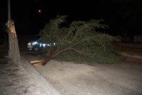 Erzincan'da Etkili Olan Şiddetli Rüzgar Ağaçları Yerinden Söktü