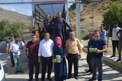 Sason'da 26 Gence Damızlık Düve Dağıtıldı