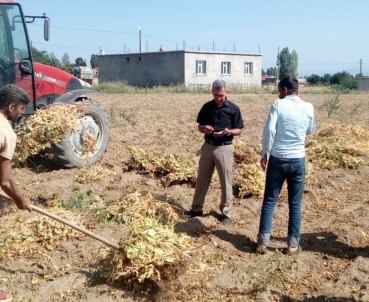 Tatvan'da Kuru Fasulye Hasadı Başladı