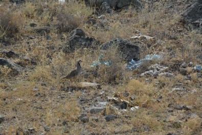 Ağrı Dağı Milli Parkı'na 'Kene Avcısı' Bırakıldı