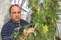 İNSANOĞLU - Bu Kenevirden Uyuşturucu Yapılamayacak