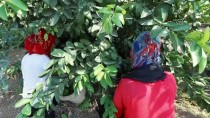 Çukurova'da Limon Verimi Çiftçiyi Mutlu Etti