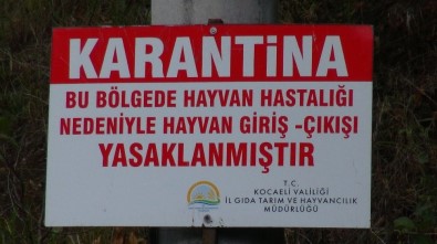 Kocaeli'de Şarbon Paniği; 3 Köy Karantinaya Alındı