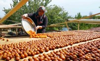 DOĞA FOTOĞRAFÇISI - (Özel) Osmanlı Mutfağının Vazgeçilmez Meyvesi Üryani Eriğinin Hasadı Başladı
