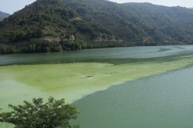 Suat Uğurlu Baraj Gölü'nde Alg Patlaması