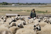 UMUTLU - 40 Koyun Çocuklarının Geleceği Açısından Umut Oldu