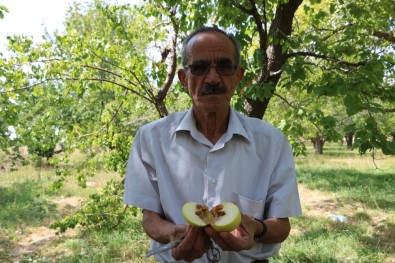 Akdeniz Sineği Hastalığı Niğde'ye Sıçradı