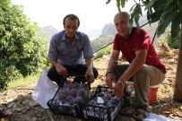 FARUK ÖZÇELIK - Alanya'da Mango Hasadı Başladı