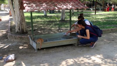 Yaz Tatillerinde Sokak Hayvanlarını Beslediler