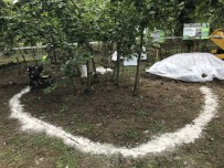 İHRACATÇILAR - Fındıkta Çinko Eksikliği Araştırılıyor