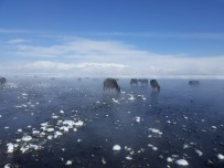 KIŞ MEVSİMİ - Dondurucu Soğukta Taze Ot Keyfi