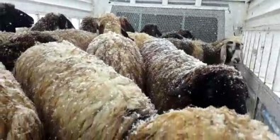 Donmak Üzere Olan Koyunlar Kurtarıldı