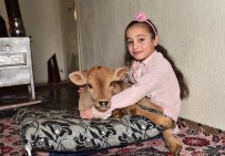 NORMAL DOĞUM - Erken Doğan Buzağıya Anne Şefkati