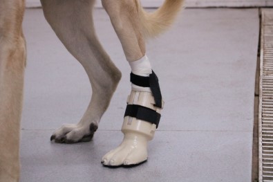 'Kocabaş' Protez Bacakla Yeniden Yürüdü