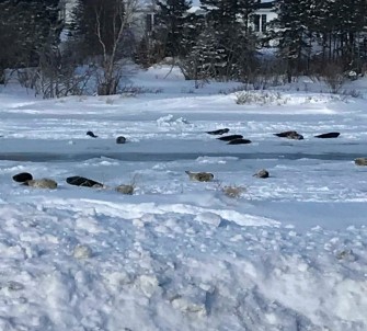 Körfeze Giden Sular Dondu, Foklar Mahsur Kaldı