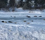 KANADA - Körfeze Giden Sular Dondu, Foklar Mahsur Kaldı
