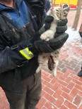 ISPARTA BELEDİYESİ - Otomobilin Motor Kayışı Arasına Sıkışan Kediyi İtfaiye Kurtardı