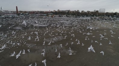 (Özel) Lodostan Sebebiyle Uçamayan Martılar Otoparka Sığındı