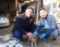 SINIF ÖĞRETMENİ - Yaralı Köpek Yavrusunu Muhtar Sahiplendi