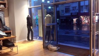 Dükkanlarının Kapısını Sokak Hayvanları İçin Açıyorlar