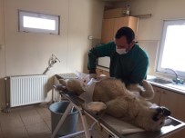 Erzincan Belediyesi Sokak Hayvanlarına Sahip Çıkıyor