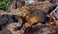 CHARLES DARWİN - İguanalar 184 Yıl Sonra Tekrar Santiago Adası'nda